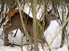 ������ ������