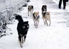 ������ ������