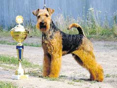 ������ ������